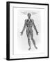 Veins and Arteries System-Andreas Vesalius-Framed Giclee Print