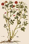 Dog Rose-Veit Rudolf Speckle-Giclee Print