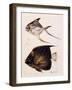 Velle... Etc, C.1850-null-Framed Giclee Print