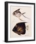 Velle... Etc, C.1850-null-Framed Giclee Print