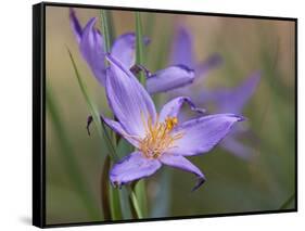 Velloziaceae Flowers in Chapada Dos Veadeiros National Park-Alex Saberi-Framed Stretched Canvas