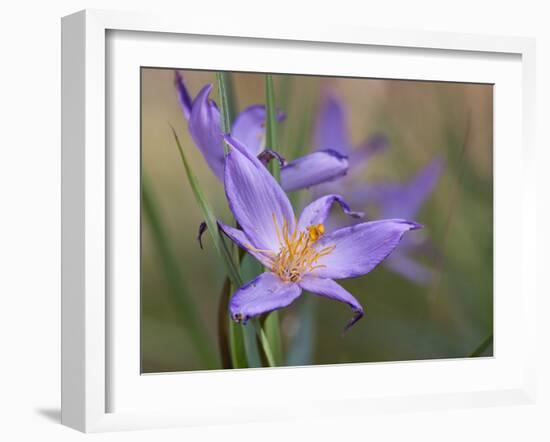 Velloziaceae Flowers in Chapada Dos Veadeiros National Park-Alex Saberi-Framed Photographic Print