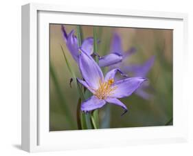 Velloziaceae Flowers in Chapada Dos Veadeiros National Park-Alex Saberi-Framed Photographic Print