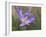 Velloziaceae Flowers in Chapada Dos Veadeiros National Park-Alex Saberi-Framed Photographic Print