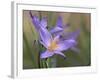 Velloziaceae Flowers in Chapada Dos Veadeiros National Park-Alex Saberi-Framed Photographic Print