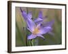 Velloziaceae Flowers in Chapada Dos Veadeiros National Park-Alex Saberi-Framed Photographic Print