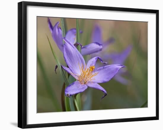 Velloziaceae Flowers in Chapada Dos Veadeiros National Park-Alex Saberi-Framed Photographic Print