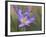 Velloziaceae Flowers in Chapada Dos Veadeiros National Park-Alex Saberi-Framed Photographic Print