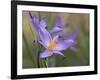 Velloziaceae Flowers in Chapada Dos Veadeiros National Park-Alex Saberi-Framed Photographic Print