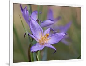 Velloziaceae Flowers in Chapada Dos Veadeiros National Park-Alex Saberi-Framed Photographic Print