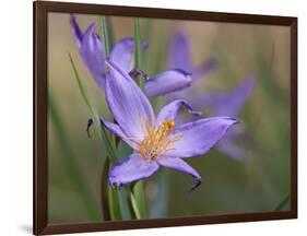 Velloziaceae Flowers in Chapada Dos Veadeiros National Park-Alex Saberi-Framed Photographic Print