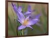 Velloziaceae Flowers in Chapada Dos Veadeiros National Park-Alex Saberi-Framed Photographic Print