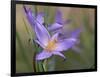 Velloziaceae Flowers in Chapada Dos Veadeiros National Park-Alex Saberi-Framed Photographic Print