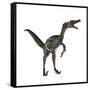 Velociraptor, a Theropod Dinosaur from the Late Cretaceous Period-null-Framed Stretched Canvas