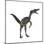 Velociraptor, a Theropod Dinosaur from the Late Cretaceous Period-null-Mounted Art Print