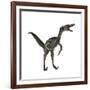 Velociraptor, a Theropod Dinosaur from the Late Cretaceous Period-null-Framed Art Print