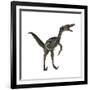 Velociraptor, a Theropod Dinosaur from the Late Cretaceous Period-null-Framed Art Print