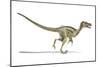 Velociraptor Dinosaur, Artwork-null-Mounted Photographic Print