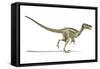 Velociraptor Dinosaur, Artwork-null-Framed Stretched Canvas