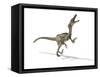 Velociraptor Dinosaur, Artwork-null-Framed Stretched Canvas