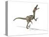 Velociraptor Dinosaur, Artwork-null-Stretched Canvas