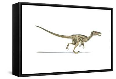 Velociraptor Dinosaur On White Background Prints Allposters Com