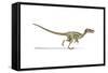 Velociraptor Dinosaur on White Background-null-Framed Stretched Canvas