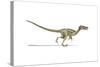 Velociraptor Dinosaur on White Background-null-Stretched Canvas