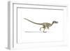 Velociraptor Dinosaur on White Background-null-Framed Art Print