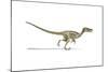 Velociraptor Dinosaur on White Background-null-Mounted Art Print