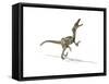 Velociraptor Dinosaur on White Background-null-Framed Stretched Canvas