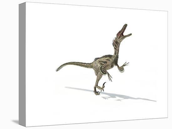 Velociraptor Dinosaur on White Background-null-Stretched Canvas