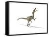 Velociraptor Dinosaur on White Background-null-Framed Stretched Canvas