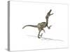 Velociraptor Dinosaur on White Background-null-Stretched Canvas