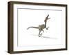 Velociraptor Dinosaur on White Background-null-Framed Art Print