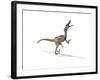 Velociraptor Dinosaur on White Background-null-Framed Art Print