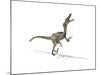 Velociraptor Dinosaur on White Background-null-Mounted Art Print