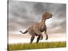 Velociraptor Dinosaur Standing in the Yellow Grass-null-Stretched Canvas