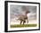 Velociraptor Dinosaur Standing in the Yellow Grass-null-Framed Art Print