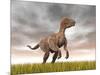 Velociraptor Dinosaur Standing in the Yellow Grass-null-Mounted Art Print