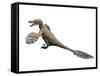 Velociraptor Mongoliensis, Late Cretaceous of Mongolia-null-Framed Stretched Canvas