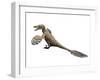 Velociraptor Mongoliensis, Late Cretaceous of Mongolia-null-Framed Art Print