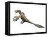 Velociraptor Mongoliensis, Late Cretaceous of Mongolia-null-Framed Stretched Canvas