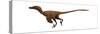 Velociraptor Mongoliensis Was a Mid-Sized Dinosaur from the Cretaceous Period-null-Stretched Canvas