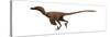 Velociraptor Mongoliensis Was a Mid-Sized Dinosaur from the Cretaceous Period-null-Stretched Canvas