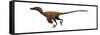 Velociraptor Mongoliensis Was a Mid-Sized Dinosaur from the Cretaceous Period-null-Framed Stretched Canvas