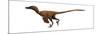 Velociraptor Mongoliensis Was a Mid-Sized Dinosaur from the Cretaceous Period-null-Mounted Art Print