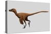 Velociraptor Mongoliensis Was a Mid-Sized Dinosaur from the Cretaceous Period-null-Stretched Canvas