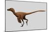 Velociraptor Mongoliensis Was a Mid-Sized Dinosaur from the Cretaceous Period-null-Mounted Art Print