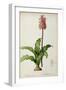 Veltheimia Capensis, from 'Les Liliacees-Pierre-Joseph Redouté-Framed Giclee Print